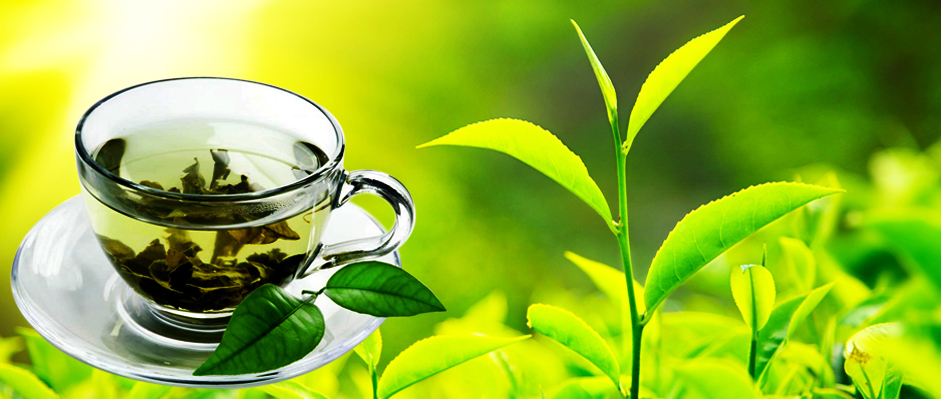 Billedresultat for tea plants